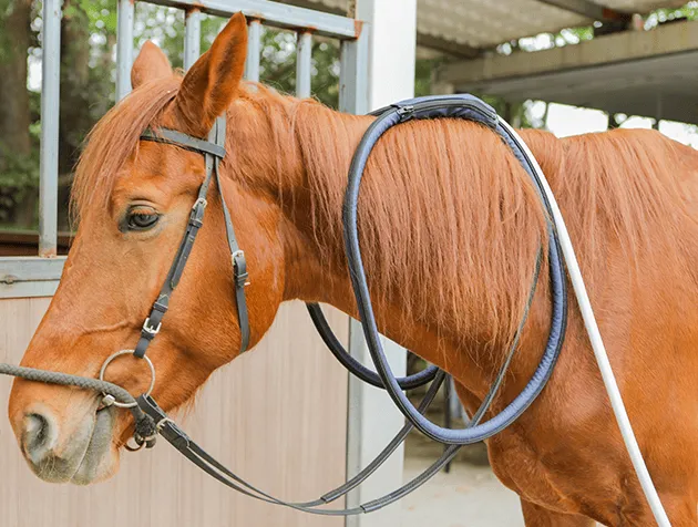 PEMF Horse Therapy Machine Accessories: X-Wings for treating large areas like both sides of the horse's back PEMF Horse Therapy Machine Accessories: X-Wings for treating large areas like both sides of the horse's back